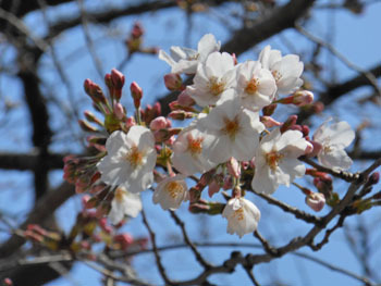 170412_sakura2.jpg