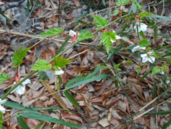 170414_momiji_i2.jpg