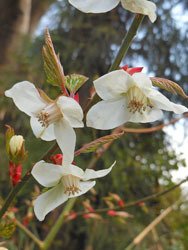 170414_momiji_i5.jpg