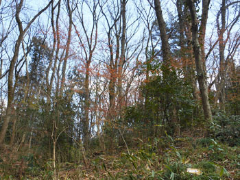 170414_zokibayasi1.jpg