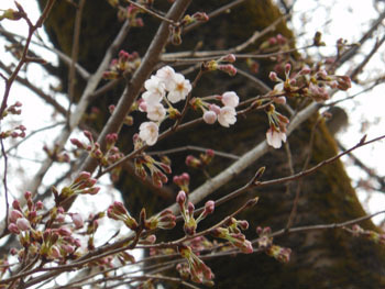 170418_sakura3.jpg