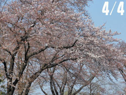 170428_sakura1.jpg