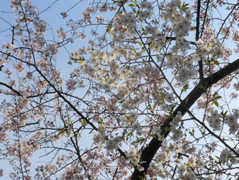170430_sakura02.jpg