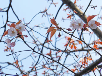 170430_sakura10.jpg