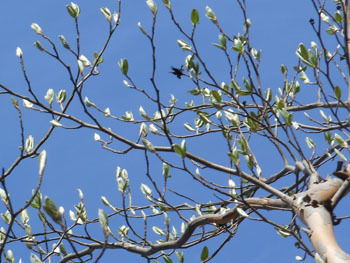170506_natutubaki1.jpg