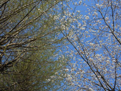 170517_saku_ityo2.jpg
