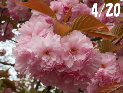 170518_sato_z1.jpg
