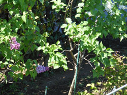 170525_lilac1.jpg