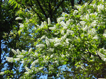170528_uamizu_z3.jpg