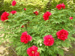 170605_botan1.jpg