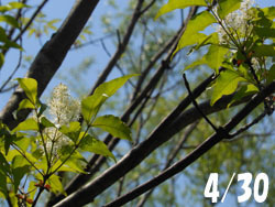 170613_m_aodamo01.jpg