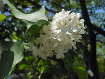 170614_lilac3.jpg