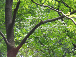 170619_sawafutagi3.jpg