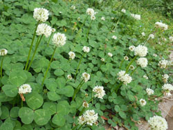 170622_clover.jpg