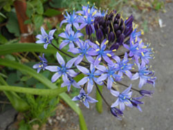 170622_s_peruviana1.jpg