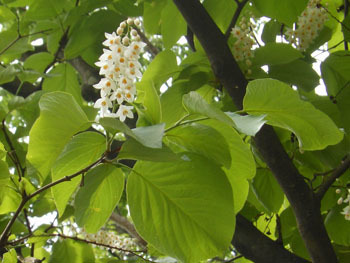 170625_haku_un_b8.jpg