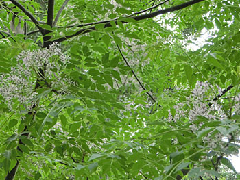 170718_outi2.jpg