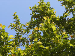 170731_k_y_hannoki1.jpg