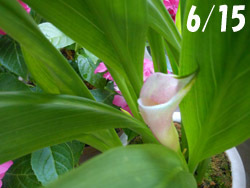 170815_calla1.jpg