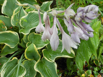 170816_hosta1.jpg