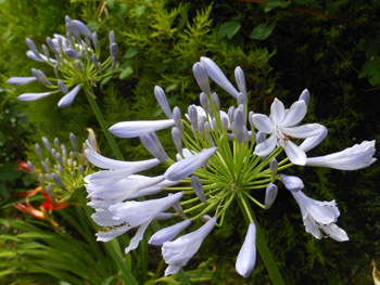 170821_agapanthus.jpg