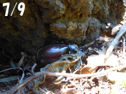 170831_kabuto_m1.jpg