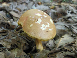 171008_kinoko1.jpg