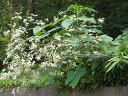 171008_sirayama_g1.jpg