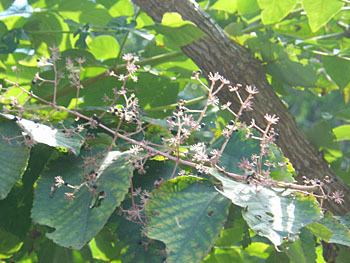 171008_taranoki2.jpg