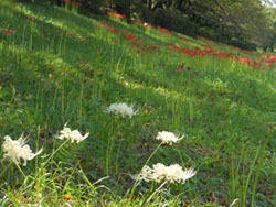 171011_higan_b11.jpg