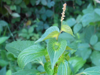171016_enoki_g2.jpg