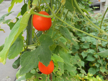 171022_karasu_u1.jpg