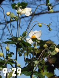 171024_shumei_g1.jpg