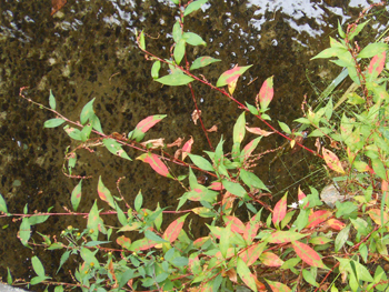 171024_y_tade.jpg