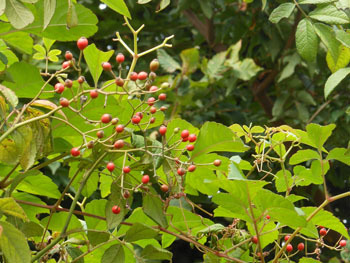 171025_noibara.jpg