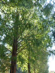 171117_metasequoia1.jpg
