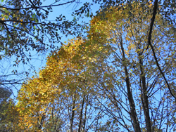 171117_tamusiba1.jpg