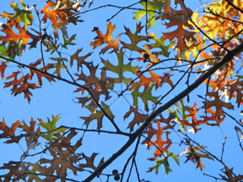 171120_pin_oak2.jpg