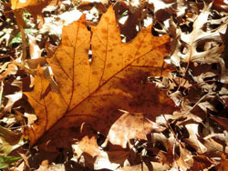 171120_red_oak3.jpg