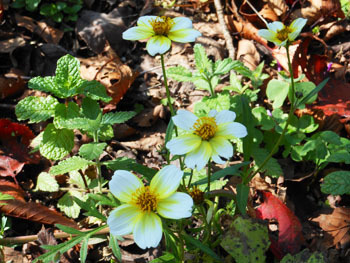 171128_w_cosmos.jpg