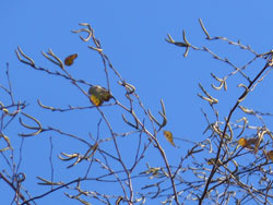 171130_sirakaba1.jpg