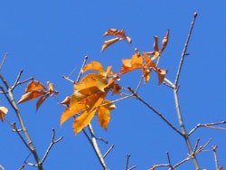 171130_totinoki.jpg