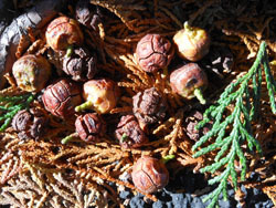 171207_hinoki.jpg