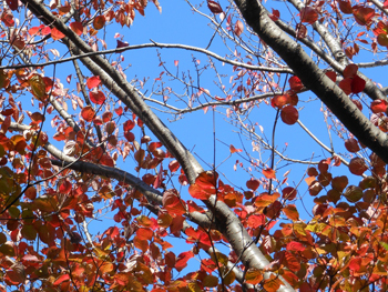 171207_yamabousi.jpg
