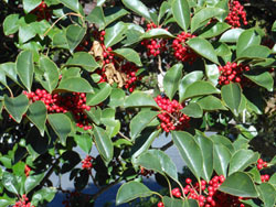 171210_kurogane_m.jpg