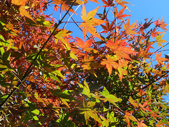 171220_iroha_k4.jpg