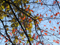 171221_kuwa_saku.jpg