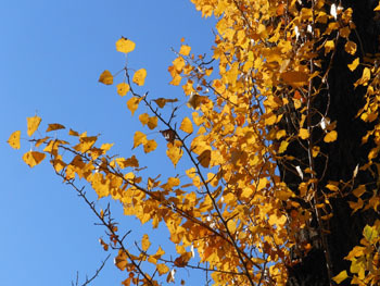 171221_poplar3.jpg