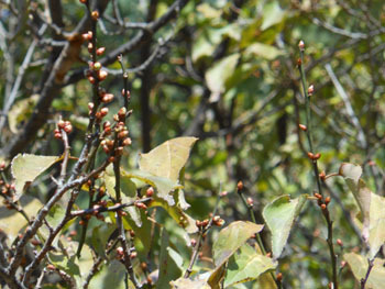 171227_ume.jpg