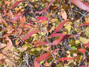 171228_y_yanagi2.jpg